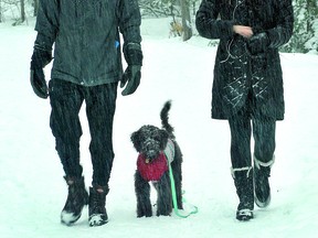 NORTHERNER(S): Charlie the mini doodle, not much more than a pup at six months, enjoyed his wet and snowy walk on the weekend, report Phil and Celine. They had their own praise for the snowfall; it made a 'beautiful day' for an afternoon stroll over the Hub Trail through Fort Creek . ALLANA PLAUNT/SPECIAL TO SAULT THIS WEEK