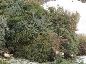 Clean North will chip Christmas trees again this season.