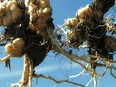 Clubroot is the disease caused by soil-borne spores of the protist and obligate parasite, Plasmodiophora brassicae.