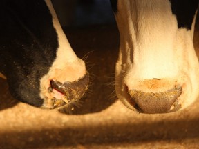 wisconsin dairy farm