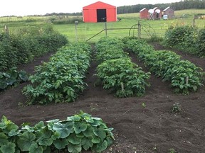 The Economic Impact of Alberta’s Sugar Beet Industry study shows the industry contributes almost $250 million to Alberta’s economy annually.