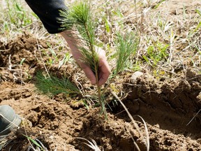 Forests Ontario's 50 Million Tree Program enables property owners to plant trees on their land and helps with climate change.
SUBMITTED PHOTO