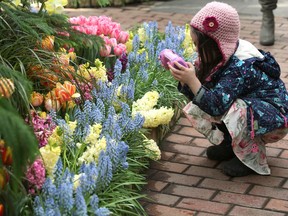 Four-year-old Felicity Kroeker takes photos of flowers at the City of Kingston's greenhouse on Sunday, Feb. 23, 2020. The greenhouse, located at 111 Norman Rogers Dr., will be open to the public for free visits from 2 to 4 p.m. on March 3 and 10. Meghan Balogh/The Whig-Standard/Postmedia Network