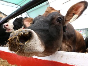 As cows go, the Jersey is one of the most curious and affectionate out there as this young cow at Canada's Outdoor Farm Show shows as she tries to smell the camera. (Mike Hensen/The London Free Press)