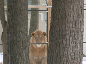 A lion peers out of its enclosure last weekend at the Roaring Cat Retreat south of Grand Bend. An Ontario judge has ordered the owners to remove their exotic animals, including eight lions and two tigers, from the property by March 31. Hastings County , meanwhile,  may develop a template for an exotic-animal bylaw for potential use by county municipalities.