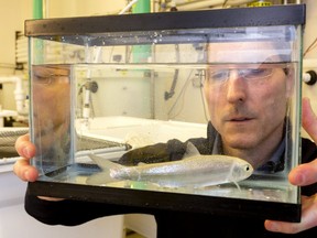 Western biology professor Bryan Neff looks an Atlantic salmon being grown in a lab on campus. Mike Hensen/The London Free Press