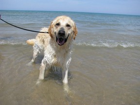 At the dog beach at Pinery Provincial Park. Public input is now being sought on a move to allow dogs at the beach in Sarnia. (Peter Epp photo)