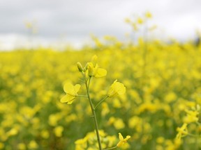 A canola field in full bloom near Nipawin. File photo