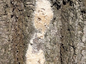 Gypsy Moth egg masses on the side of a tree. Submitted