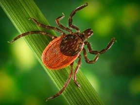 Ticks can’t fly or jump, but they can “quest”, which means to wait patiently in position for a suitable host to pass by. They hold onto leaves and grass by their third and fourth pair of legs and when a potential host comes by, they hop on! Once on the host, they look for a place to feed, such as the ear or other areas where the skin is thinner, such as the groin, armpits and scalp. Photo Public Health Image Library.