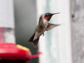 A ruby-throated Hummingbird takes flight after feeding.