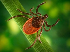 Ticks can't fly or jump, but they can "quest", which means to wait patiently in position for a suitable host to pass by. They hold onto leaves and grass by their third and fourth pair of legs and when a potential host comes by, they hop on. Once on the host, they look for a place to feed, such as the ear or other areas where the skin is thinner, such as the groin, armpits and scalp. Photo Public Health Image Library.