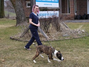 The Ontario SPCA SD&G Animal Centre is closed to the public, but the animals there - that's Chester having some fun with Amanda Desrosiers - are receiving daily care and enrichment. Photo on Friday, April 3, 2020, in Cornwall, Ont. Todd Hambleton/Cornwall Standard-Freeholder/Postmedia Network