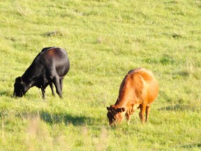 Cattle graizing near Porcupine Plain. File photo.