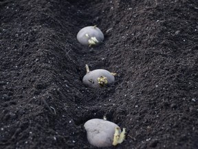 EarthApple planting seed potatoes sprouted
