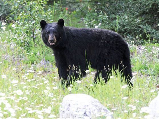 Red Lake man killed in fatal bear attack | Kenora Miner