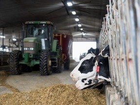 Dairy cows feed while a farmer drives a tractor in Carrying Place, Ontario, Canada on March 24, 2020.