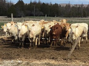 Cattle on a Bruce County farm.