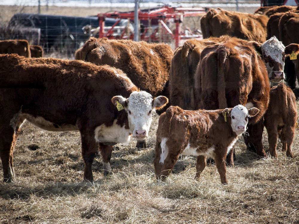 Veal plan amended Ontario Farmer
