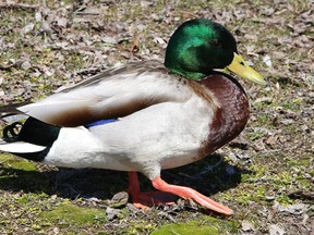 A mallard duck catches some rays while hanging out near Bell Park in Sudbury, Ont. on Friday April 24, 2020. John Lappa/Sudbury Star/Postmedia Network