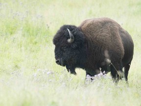 All of Alberta's National Parks, including Elk Island, will reopen for day-use access on June 1. Photo courtesy Parks Canada