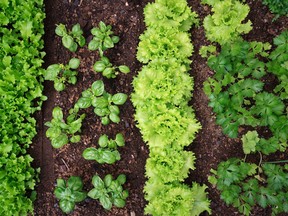 A wide selection of salad plants can be grown in your garden. Postmedia