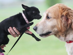 Canine pals exchange greetings at Strathclair Park. Sault Star file photo