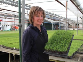 Jenny Millson, owner of Millson Forestry Service in Timmins, seen here in a Daily Press file photo taken in May 2019, says despite some uncertainties caused by the pandemic, Millson Forestry is gearing up for a busy summer and growing plenty of saplings for the season.

RON GRECH/THE DAILY PRESS