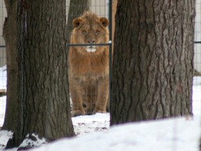 A lion peers out of its enclosure last weekend at the Roaring Cat Retreat south of Grand Bend in this file photo. The owners are worried about the safety of their exotic animals after facing a court-ordered deadline to remove their animals by June 2. Scott Nixon