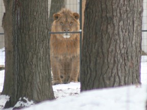 In this file photo, a lion peers out of its enclosure at the Roaring Cat Retreat south of Grand Bend. An Ontario judge has ordered the owners to remove their exotic animals, including two tigers and eight lions, by June 2.