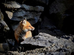 Two sick fox kits discovered in St. Marys this month are the first mammals in Canada to be diagnosed the highly pathogenic avian influenza virus currently threatening the country's poultry farms.  (Picture file)