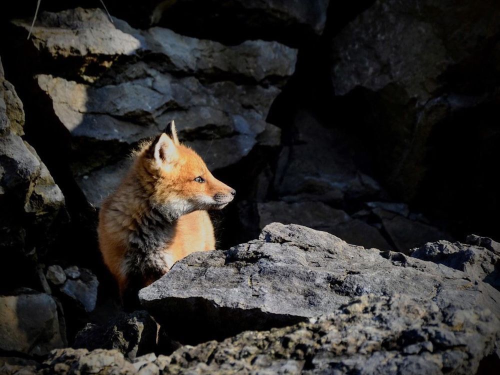 Two sick fox kits discovered in St. Marys this month are the first mammals in Canada to be diagnosed the highly pathogenic avian influenza virus currently threatening the country’s poultry farms. (File photo)
