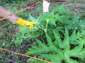 Even in early spring, giant hogweed looks large and out of place along rivers, streams and in wetland areas of southern Ontario. Organizers of the Giant Hogweed Mitigation Project in Brant County say now is the time to stamp out new growth.  Submitted photo by John Kemp