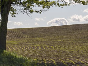 Crops are sprouting up