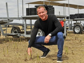 Scotlynn Group President and CEO Scott Biddle is shown with an asparagus crop in this May 4, 2020 photo.