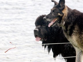Lloyd, left, a Newfoundland, and Shiekah, a German Shepherd, play along the St. Lawrence River at Centeen Park after Lloyd enjoyed a dip Friday afternoon. Their owner, Mike Fischer, remarked on how much better water levels were compared to the same time last year. (RONALD ZAJAC/The Recorder and Times)