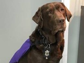 Joy, a five-year old Chocolate Labrador and Bernese female mix is the CPS’ first accredited Facility Dog Handout/Cornwall Standard-Freeholder/Postmedia Network