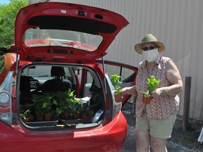 Transition Cornwall+ volunteer Elaine Kennedy was kept busy on Friday May 29, 2020 in Cornwall, Ont, during the Edible Plant Give-Away: On the Road. Kennedy, who was on the second shift of the event, told the Standard-Freeholder that during the first hour, over 60 plants had been given out for free. Francis Racine/Cornwall Standard-Freeholder/Postmedia Network