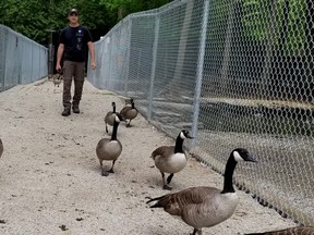 Friday was Dave Lang's final day looking after the birds in Harrison Park. These Canada geese are more like permanent visitors, not officially part of the city's bird display. (Scott Dunn/The Sun Times/Postmedia Network)