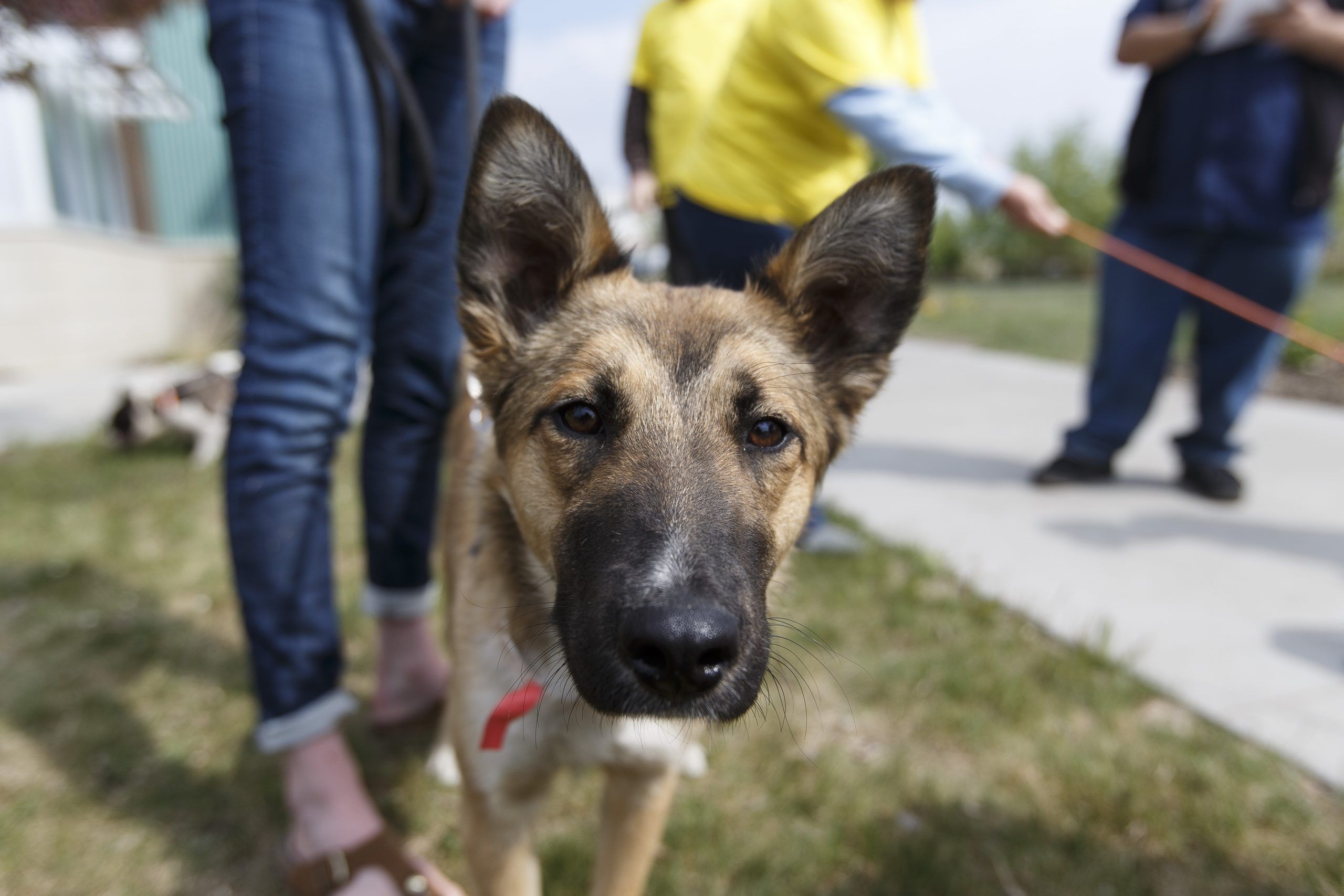 All of Fort McMurray's offleash dog parks now open to public Fort Mcmurray Today