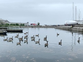 Kingston's city-owned marinas opened for the season on Friday in Kingston. (Elliot Ferguson/The Whig-Standard)