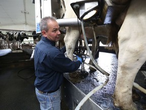 Kevin MacLean hooks up milking equipment to one of his dairy cows at his Napanee farm on Wednesday, Oct. 3, 2018. Meghan Balogh/The Whig-Standard/Postmedia Network