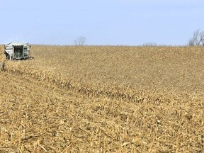 A combine is used to harvest a field of grain corn east of Meafod in the file photo from November 2016.