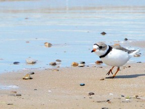 The endangered piping plover at Sauble Beach. (Sun Times file photo)