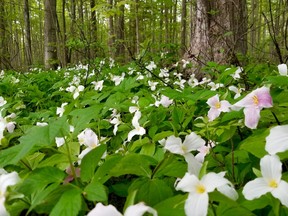 Trilliums are out in local forests, including near the entrance to the West Rocks Management Area in Georgian Bluffs in this photograph taken erlier this week.
(Scott Dunn/The Sun Times/Postmedia Network)