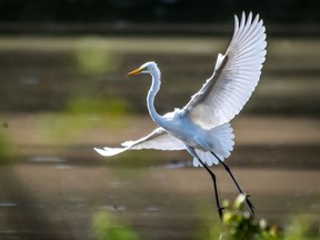 A Great  Egret can be distinguished from the Cattle and Snowy Egrets by its all black legs and feet. William Krumpelman / Getty Images

Not Released