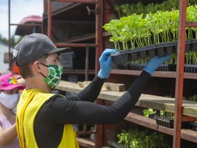 Josh McFee grabs a tray of watermelon plants on the farm of Peter Gubbels near Mt. Brydges. (Mike Hensen/Postmedia Network)