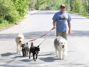 Robert Savoie walks his dog, Daisy, right, along with three other dogs belonging to front-line employees in Sudbury earlier this year. Pet owners are encouraged to keep their dogs leashed and their cats indoors after several disturbing incidents recently involving pets being hurt or killed.