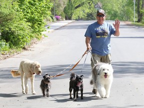 Robert Savoie walks his dog, Daisy, right, along with three other dogs belonging to front-line employees in Greater Sudbury, Ont. on Thursday May 28, 2020. Savoie walks the animals to help the front-line workers. His pooch is a therapy dog.