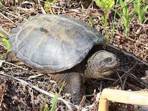 Snapping turtle File Photo